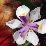 Screen Shot 2022-03-14 at 8.56.00 PM